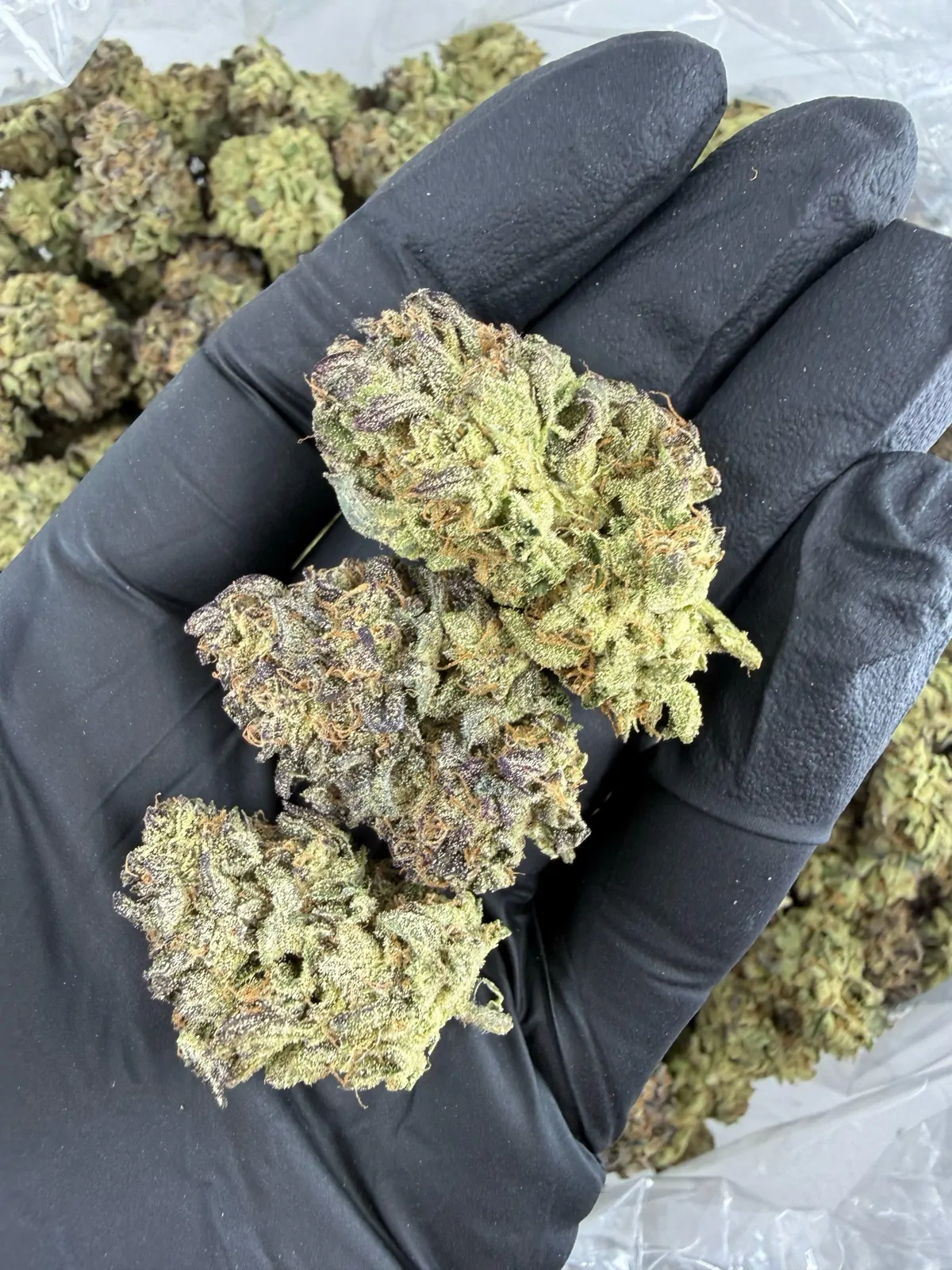 Gary Payton Flower